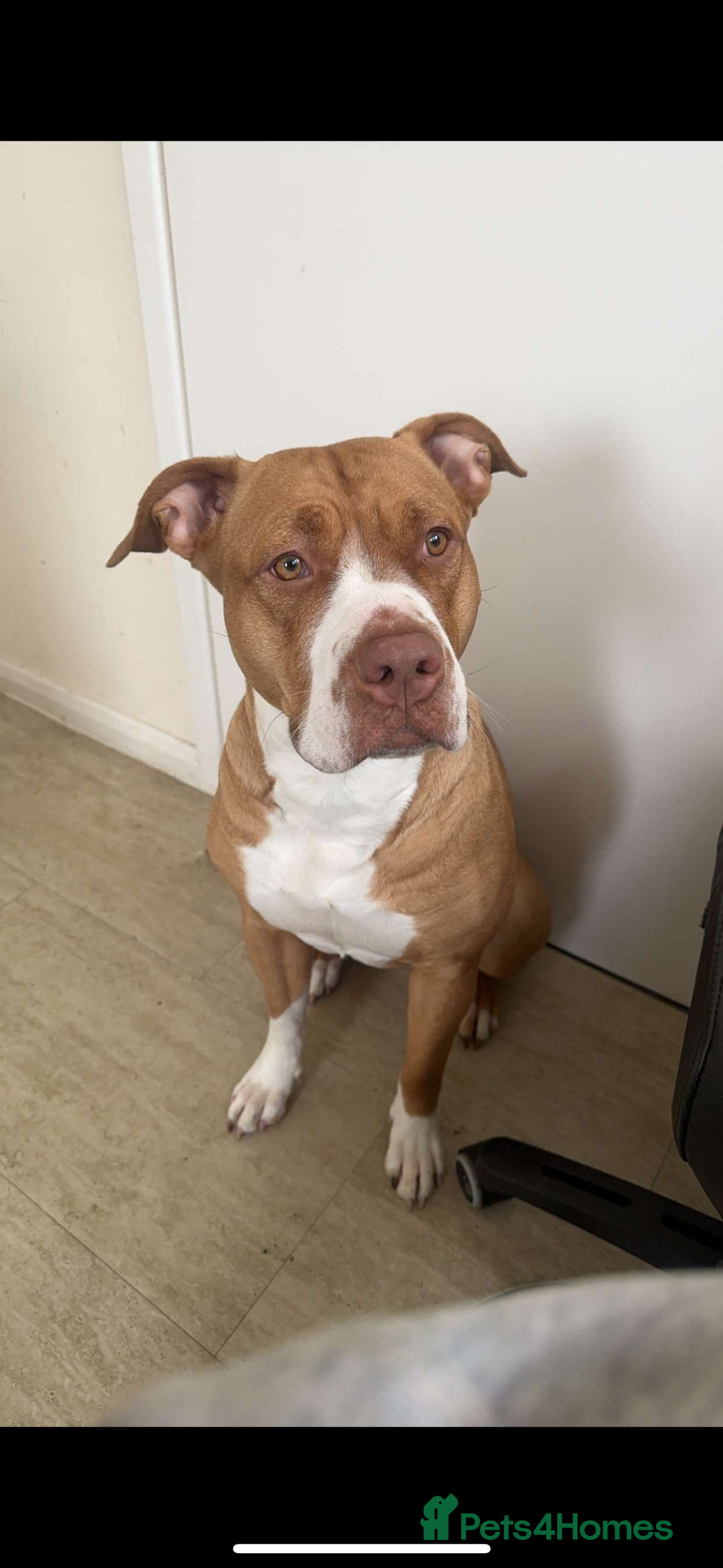 Mixed Breed dogs for sale: mastiffxrottweiler available now last 3 girls left - Advert 6