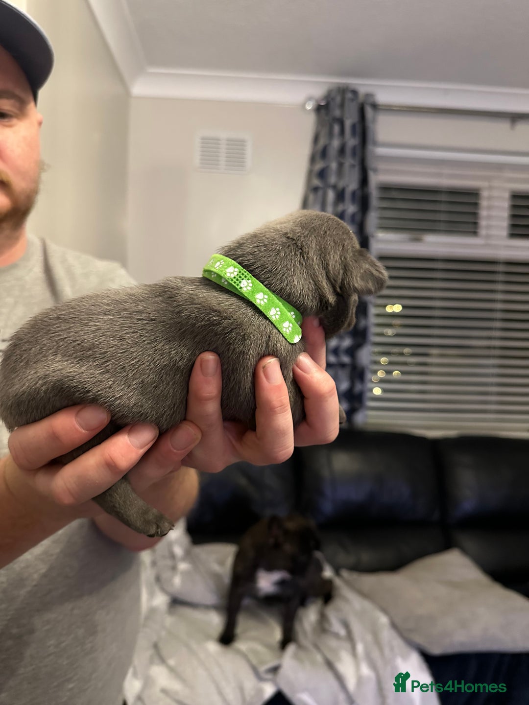 French Bulldog dogs for sale: 5 Beautiful French Bulldog Puppies - Advert 18