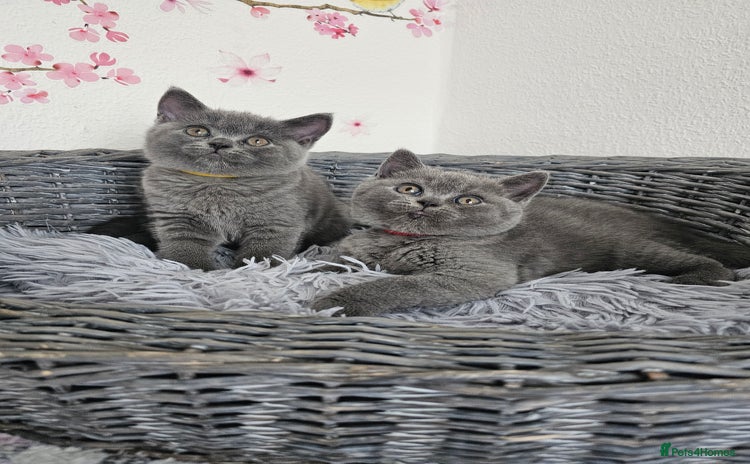 British Shorthair cats - Advert 7