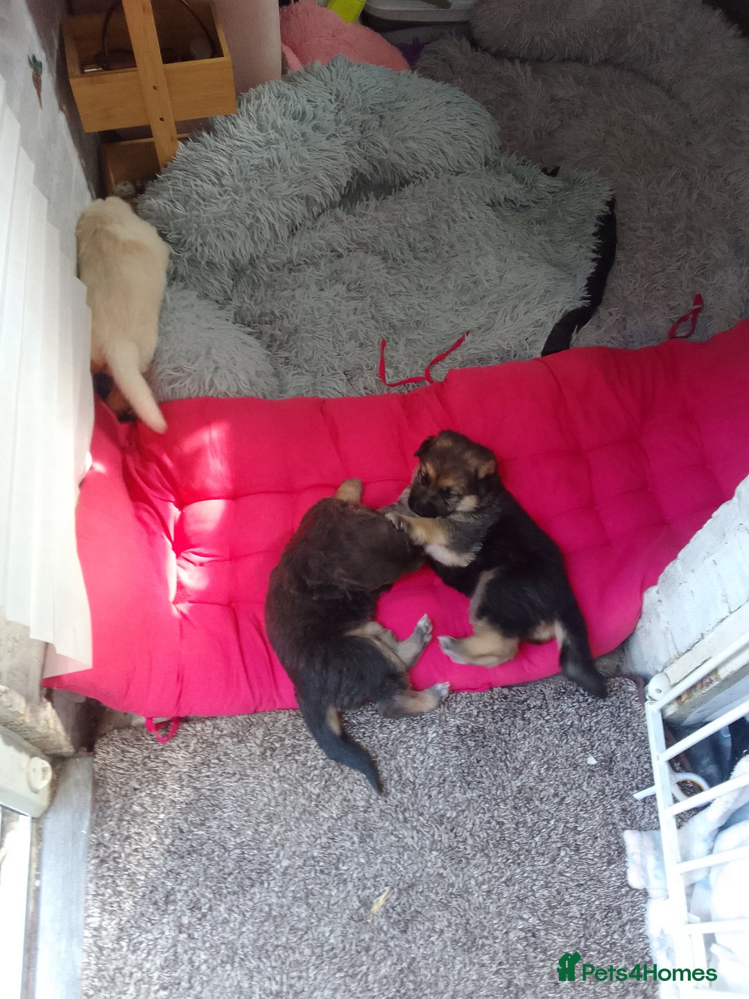 Mixed Breed livestock for sale: German shepherd  cross  - Image 2