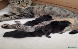 Mixed Breed cats for sale: Beautiful kittens for loving homes from 8th Aug  - Image 10
