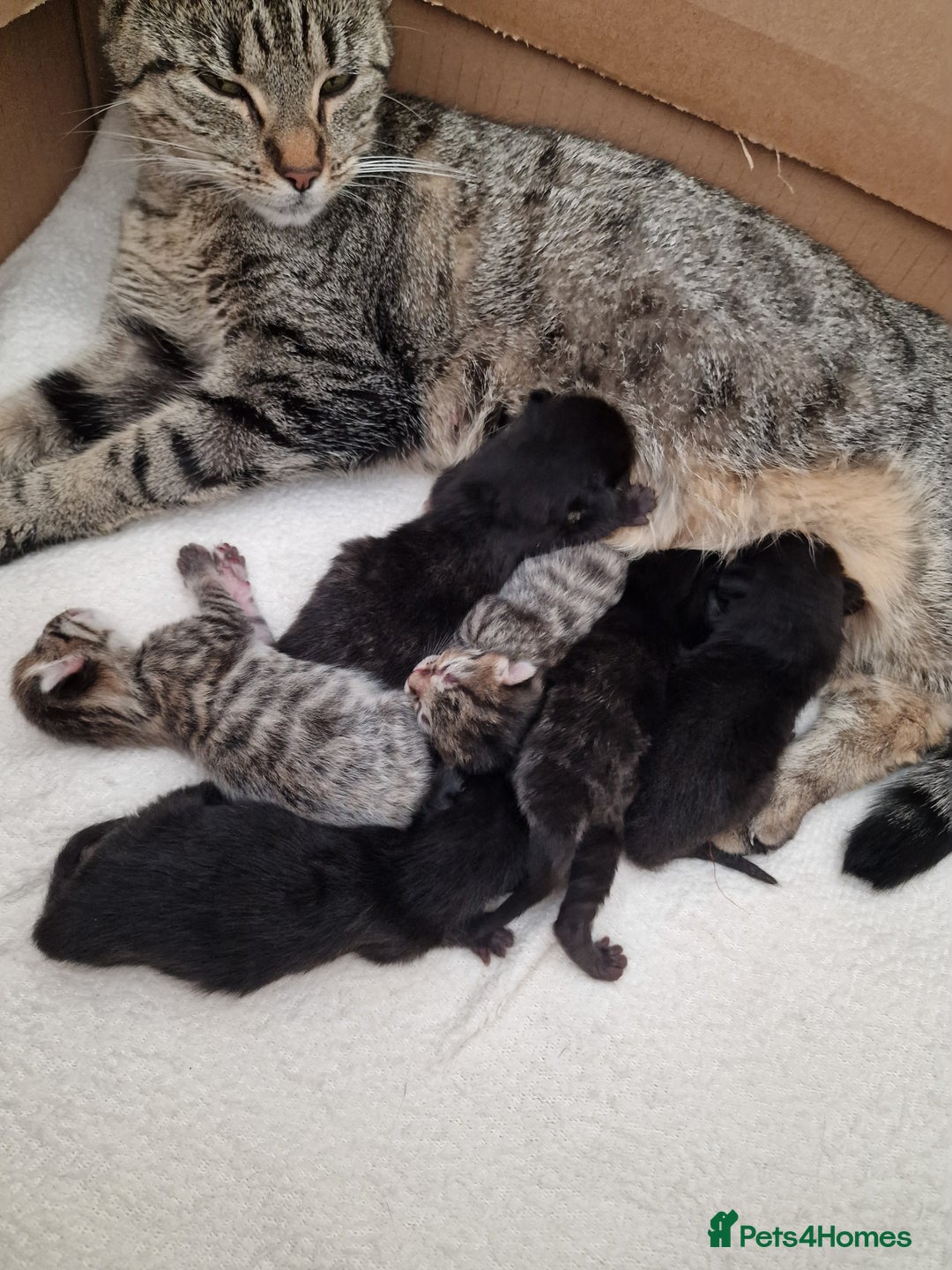 Mixed Breed cats for sale: Beautiful kittens for loving homes from 8th Aug  - Image 10