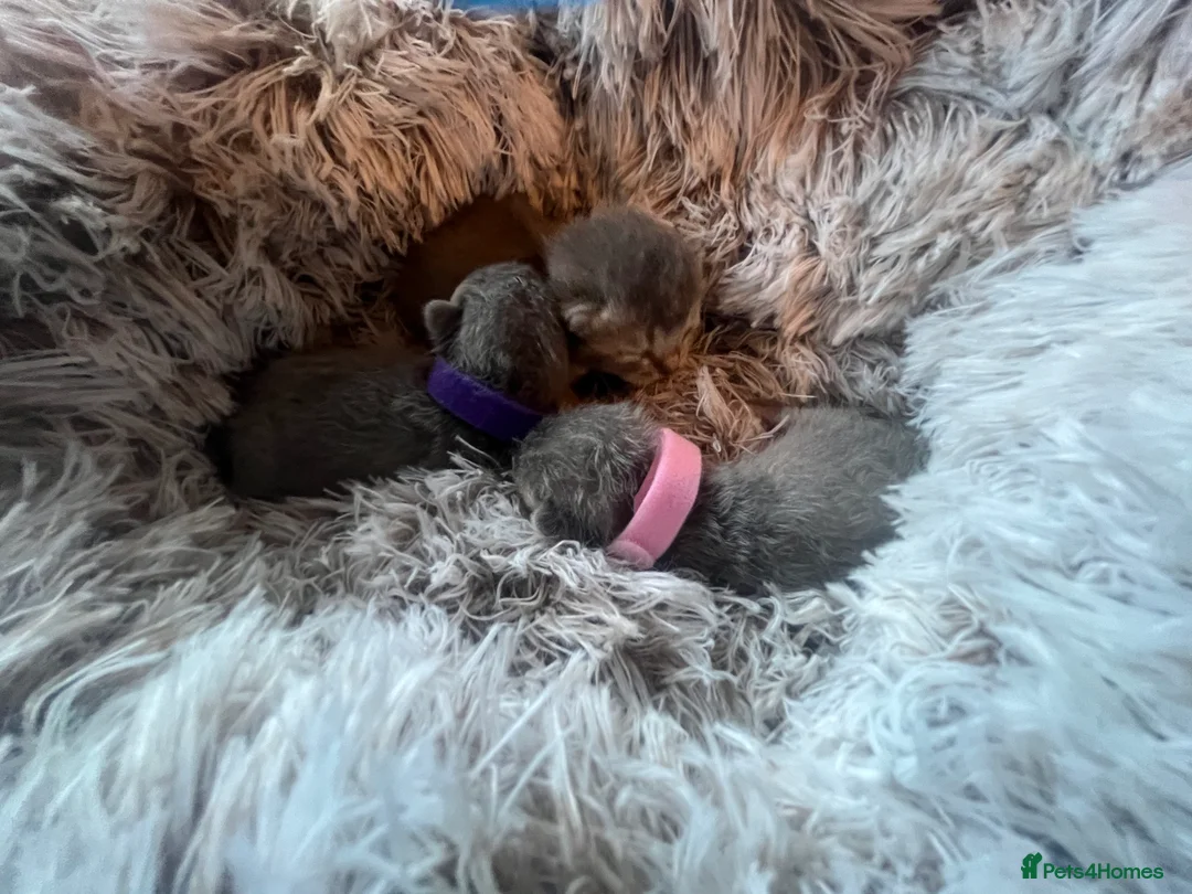 British Shorthair cats for sale: Grand imperial champion parent & grandparents  - Advert 2