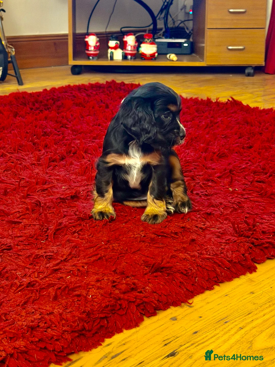 Cocker Spaniel dogs for sale: Stunning ideal family pups  - Advert 9