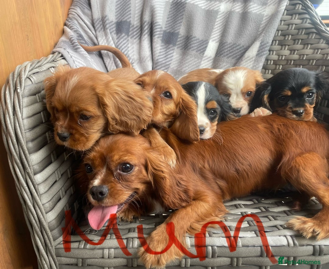 Cavalier King Charles Spaniel dogs for sale: Cavalier King Charles pups - Image 10