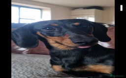 Dachshund dogs for sale: (Rescue) Black and tan dachshund - Image 1
