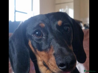 Dachshund dogs for sale - Advert 1