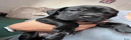 Mixed Breed dogs for sale: Sprocker spaniel x Frenchie-Pei  - Advert 24