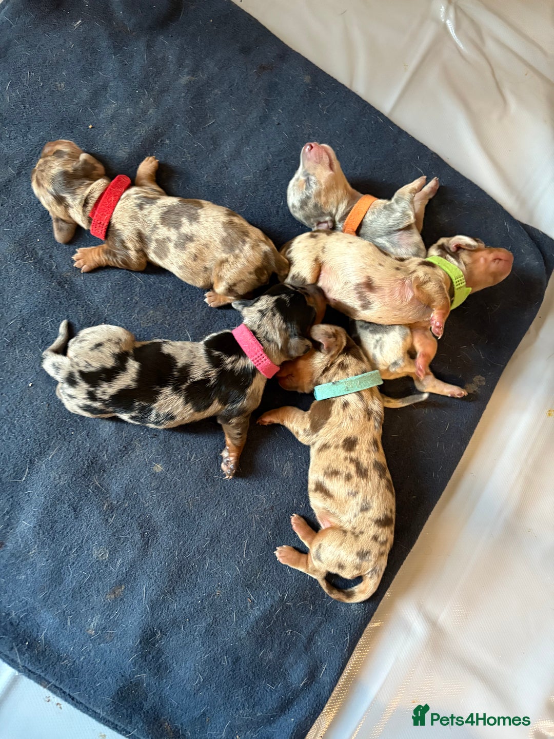 Miniature Dachshund dogs for sale: Miniature dachshund  - Advert 3