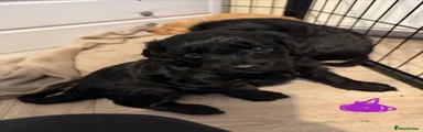Cockapoo 4