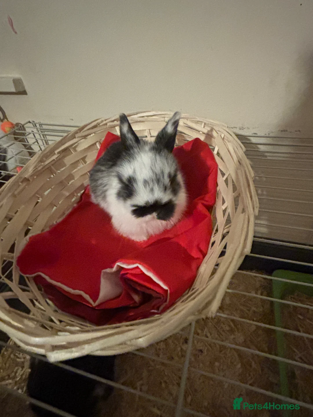 Mini Lop rabbits for sale: Baby mini lops  - Advert 1