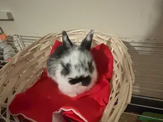 Mini Lop rabbits Baby mini lops - Advert 1