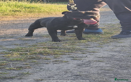Staffordshire Bull Terrier dogs for sale: Nova  - Image 2
