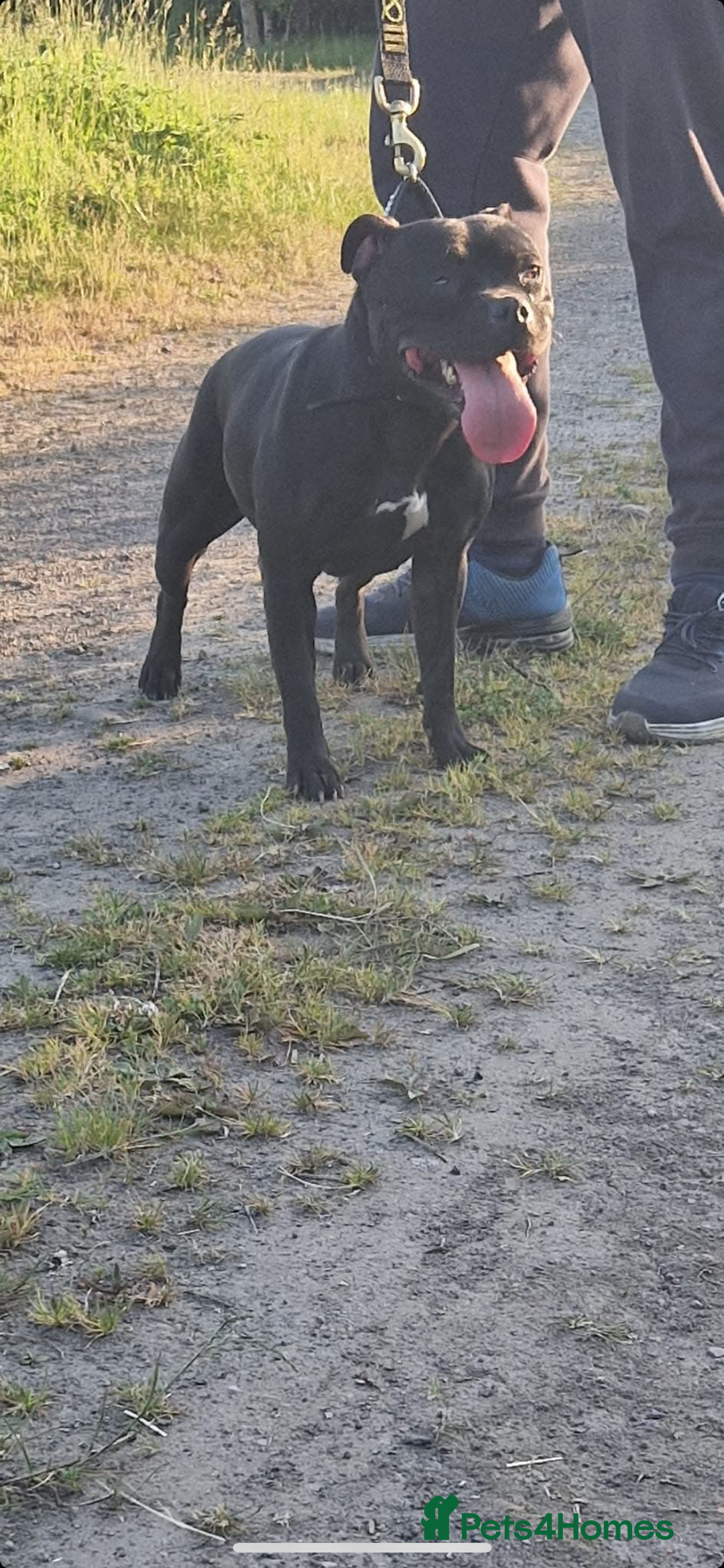 Staffordshire Bull Terrier dogs for sale: Nova  - Image 2