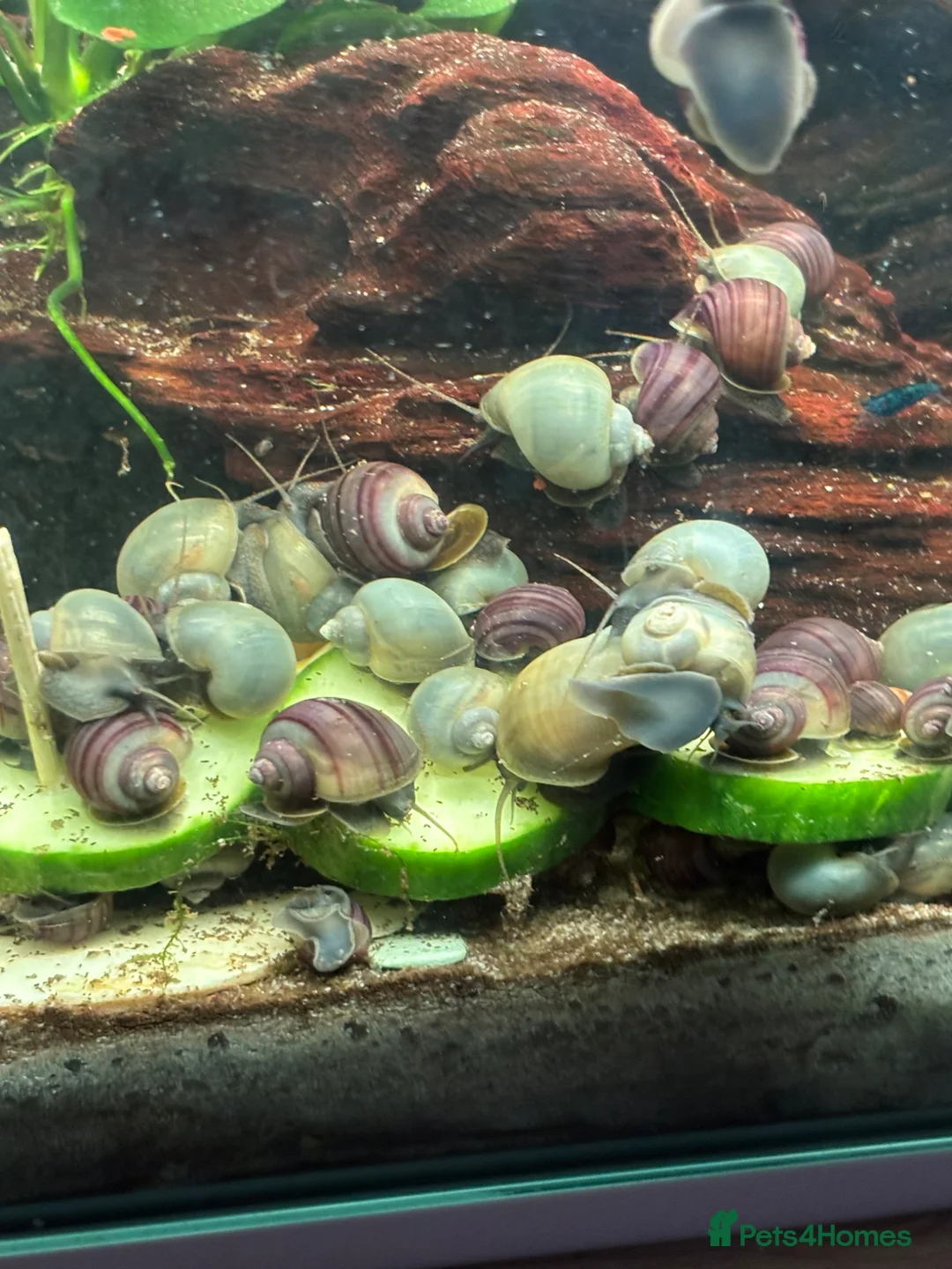 Snails fish for sale: Purple and blue mystery snails  - Advert 5