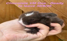 Mini Lop rabbits for sale: Mini Lops Bunnies. READ DESCRIPTION - Updated 22/7 in Chard - Image 32