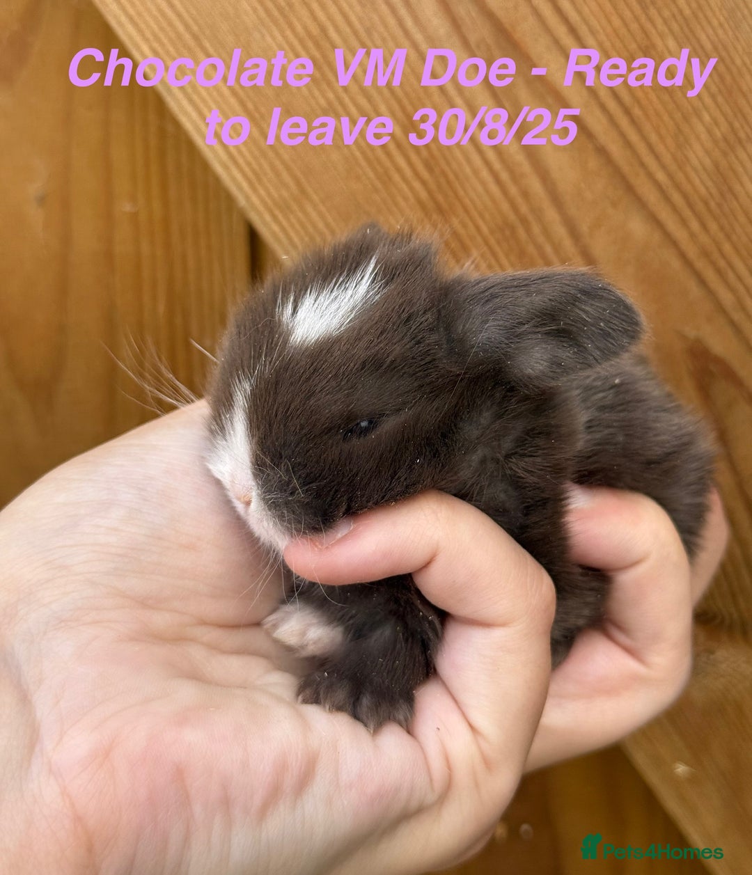Mini Lop rabbits for sale: Mini Lops Bunnies. READ DESCRIPTION - Updated 22/7 in Chard - Image 32