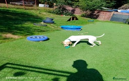 Mixed Breed dogs for adoption: ANJO  - Image 6