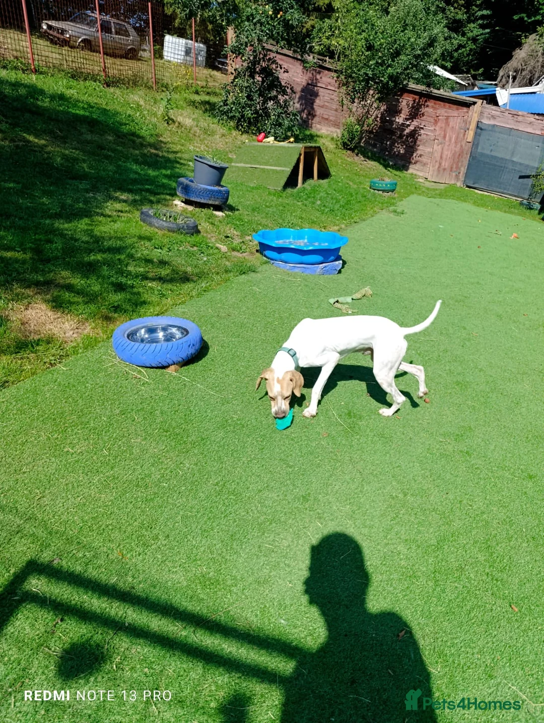 Mixed Breed dogs for adoption: ANJO  - Advert 6