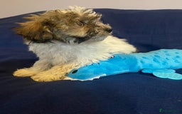 Mixed Breed dogs for sale: Beautiful Shihpoo cross maltese puppies - Image 12