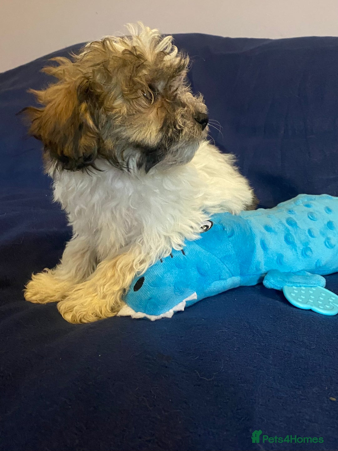 Mixed Breed dogs for sale: Beautiful Shihpoo cross maltese puppies - Image 12