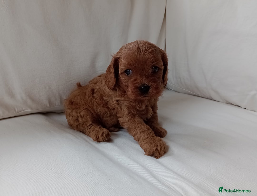 Cavapoo dogs for sale: Gorgeous Red F1 Cavapoo Puppies With H/T Parents - Image 10