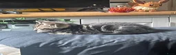 Mixed Breed cats for sale: Toast  in Telford - Advert 4