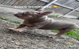 French Bulldog dogs for sale: Stunning French bulldogs  - Image 2
