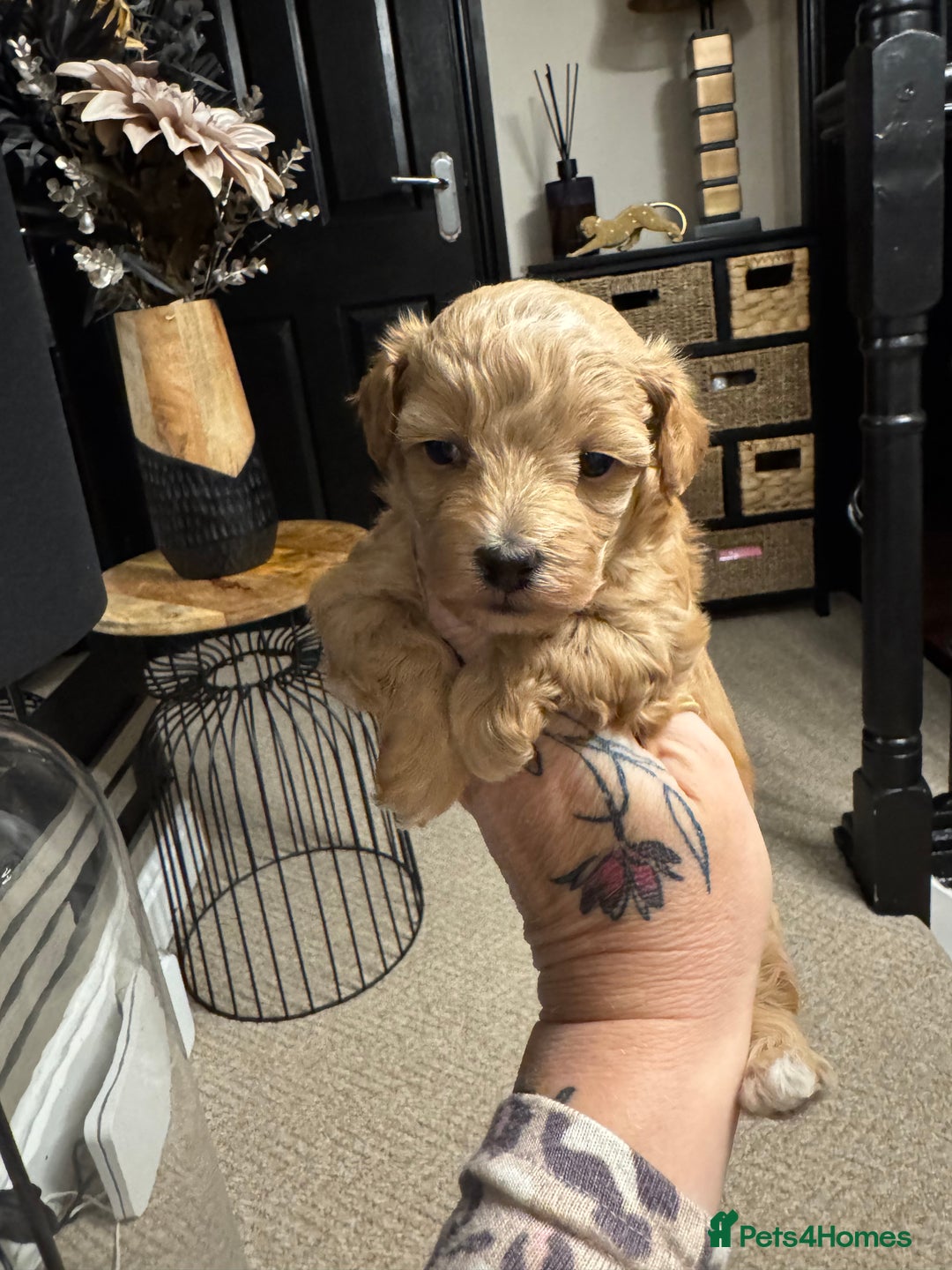 Maltipoo dogs for sale: Teddy bear maltipoo puppies  - Image 21