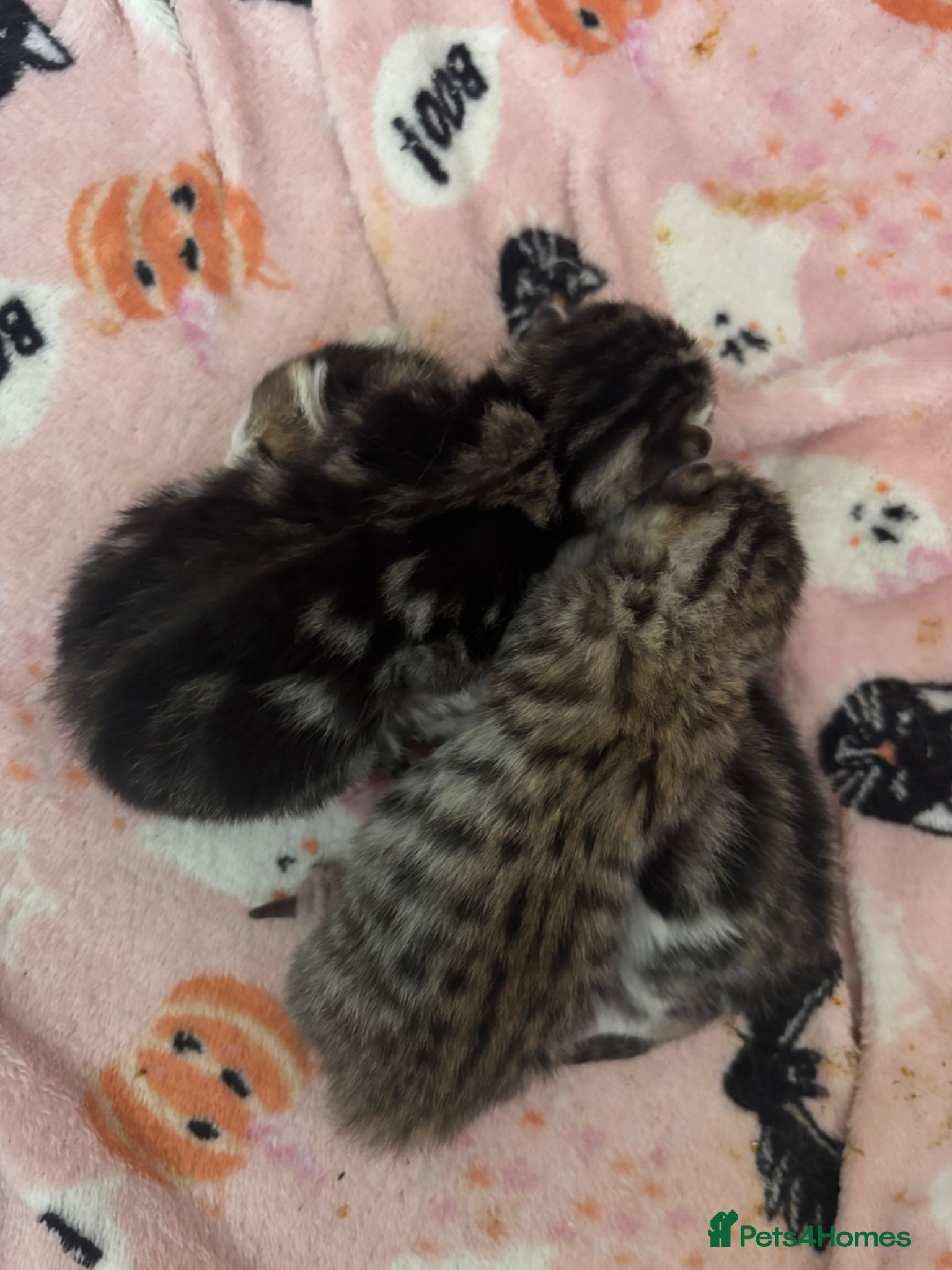 Mixed Breed cats 3 beautiful half bengal boys. - Advert 1