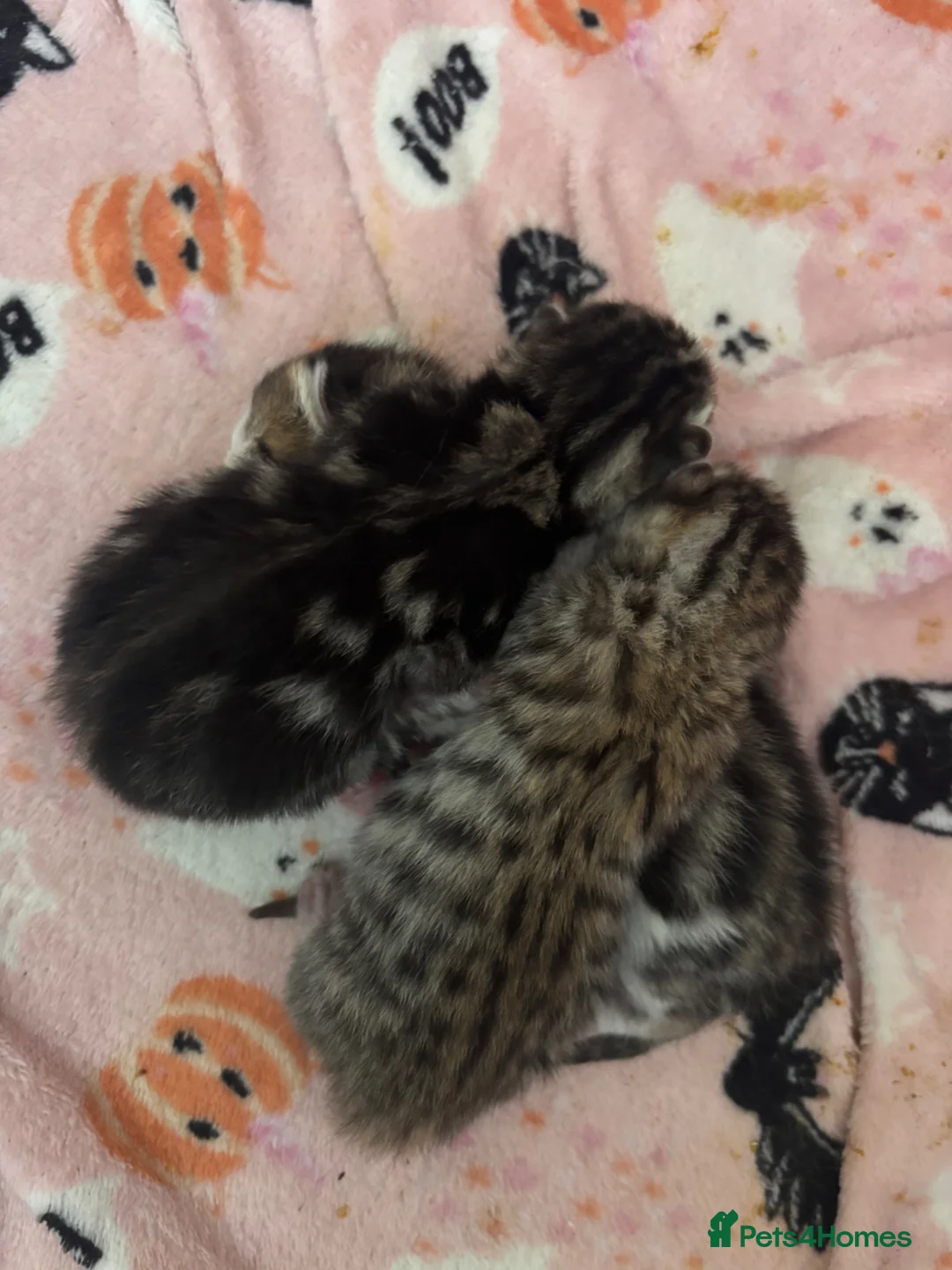 Mixed Breed cats for sale: 3 beautiful half bengal boys. in Birmingham - Advert 1