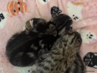 Mixed Breed cats 3 beautiful half bengal boys. - Advert 1