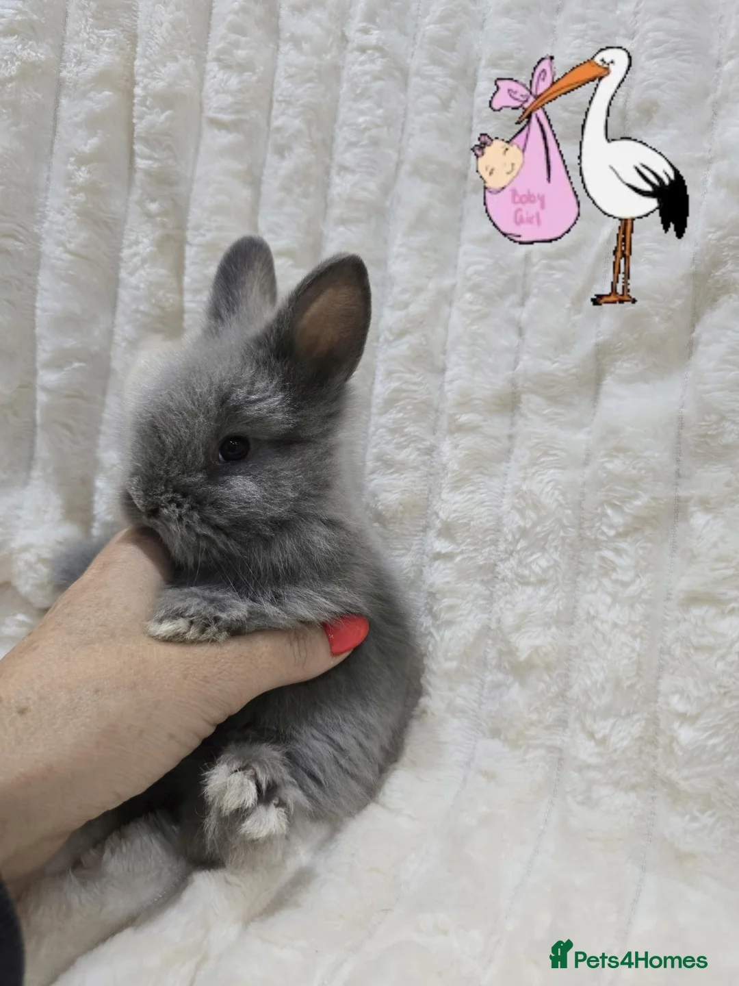 Lionhead rabbits for sale: Mini double maned lion head - Advert 11