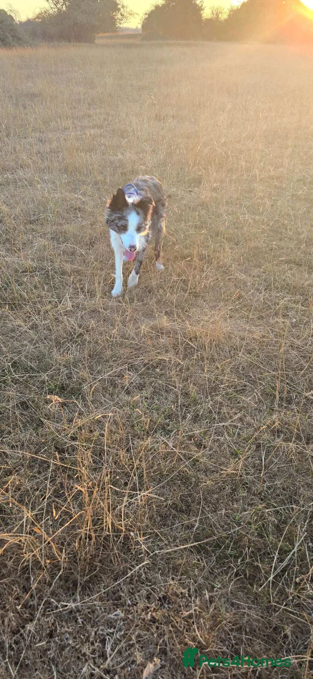 Border Collie dogs for stud: For stud - Advert 2