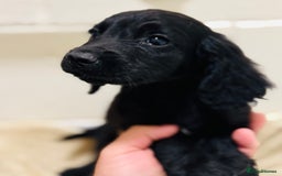 Cocker Spaniel dogs for sale: Beautiful cocker spaniels puppies for sale - Image 10