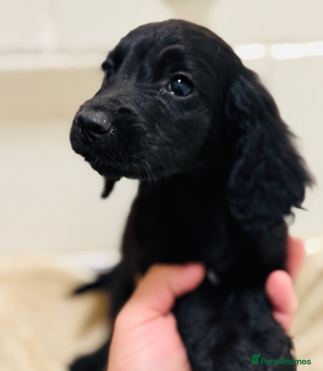 Cocker Spaniel dogs for sale: Beautiful cocker spaniels puppies for sale - Image 10