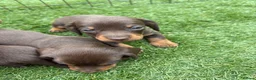 Miniature Dachshund dogs for sale: Ready now Kc-registered PRA-clear mini dachshund  - Advert 9