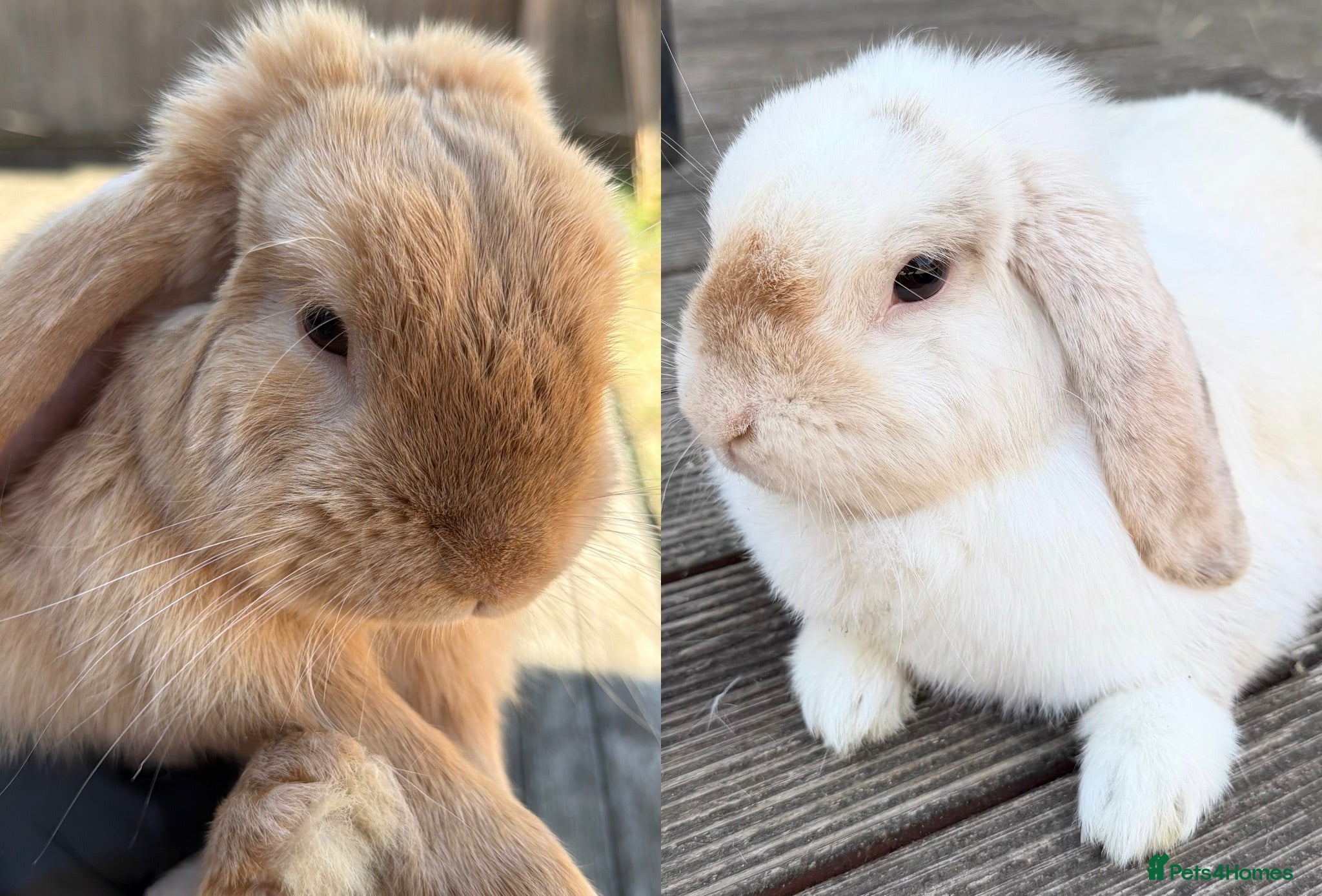 Mini Lop rabbits Two cute mini lops - Advert 14