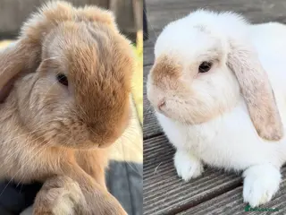 Mini Lop rabbits Two cute mini lops - Advert 1