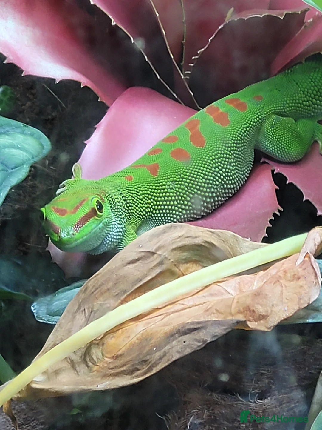 Gecko reptiles for sale: Giant Madagascan day Gecko - Advert 2