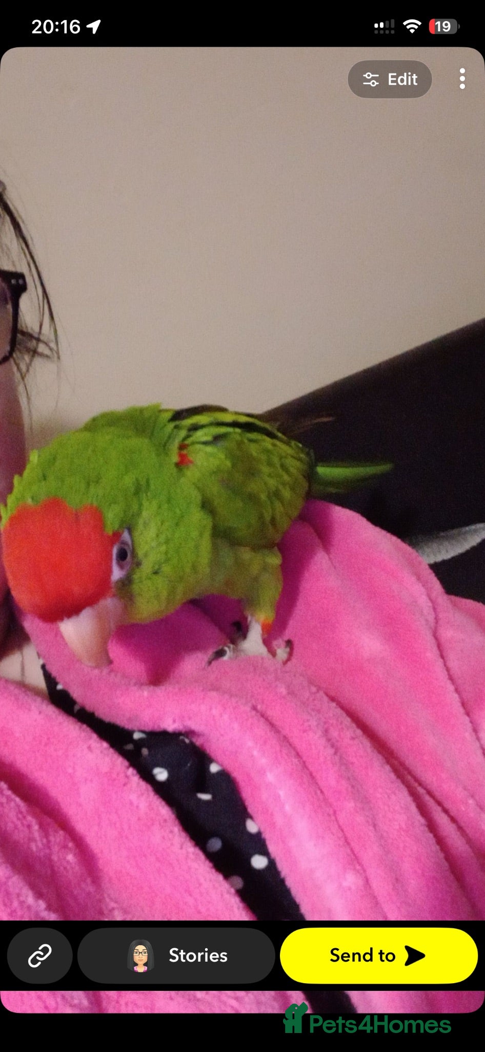 Parrots birds George  - Advert 2