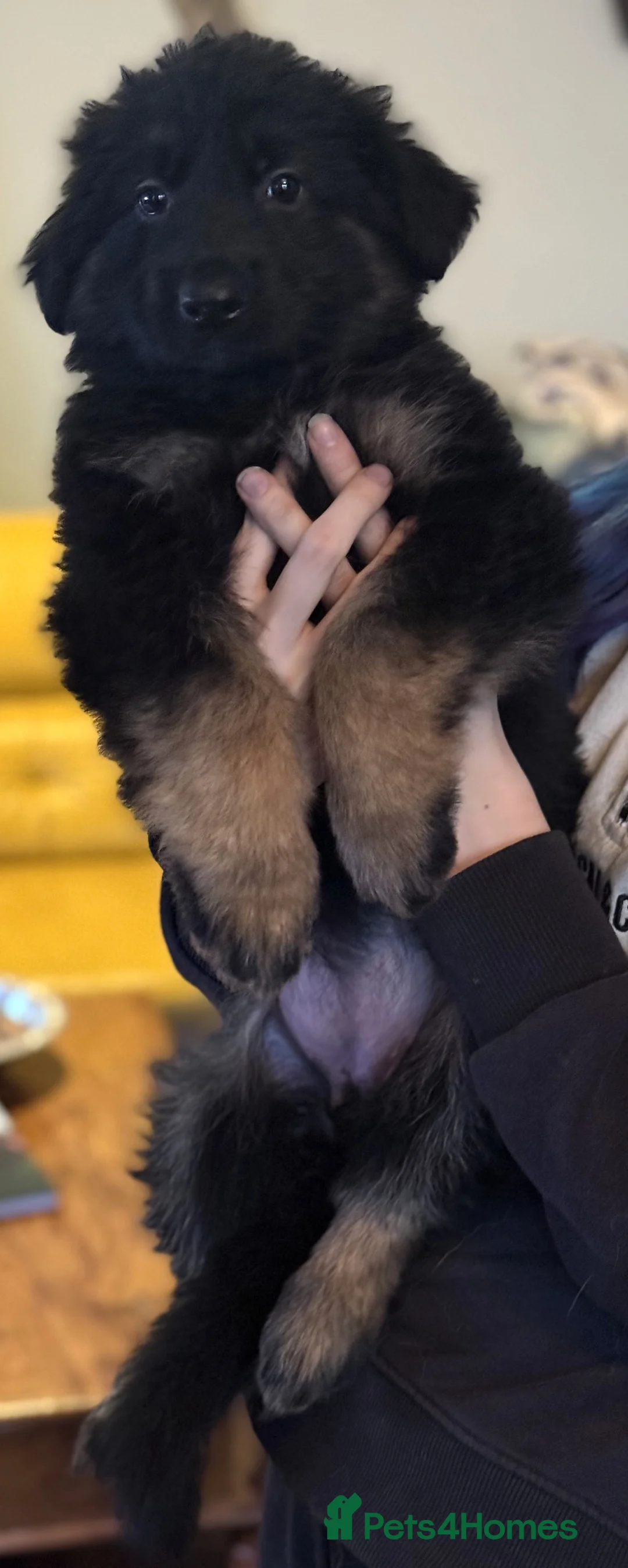 German Shepherd dogs for sale: Long coat GSD Pups With Health tested Parents - Advert 19