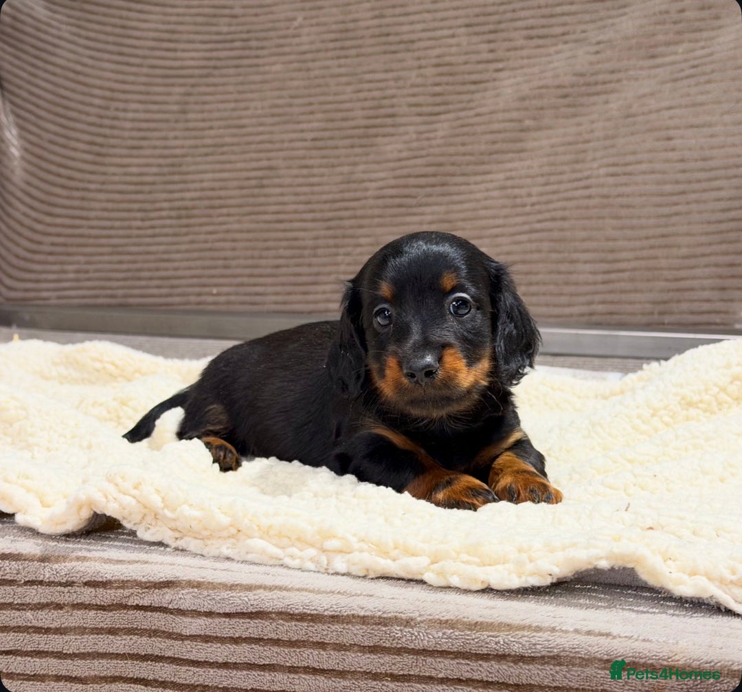 Miniature Dachshund dogs for sale: STUNNING LONG HAIRED KC MINI DACHSHUND PUPPIES - Advert 15