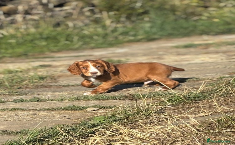 Cocker Spaniel dogs - Advert 15