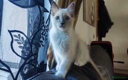 Ragdoll cats for sale: Rag doll kitten  - Image 5