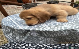 Dachshund dogs for sale: Long haired miniature dachshunds - Image 3