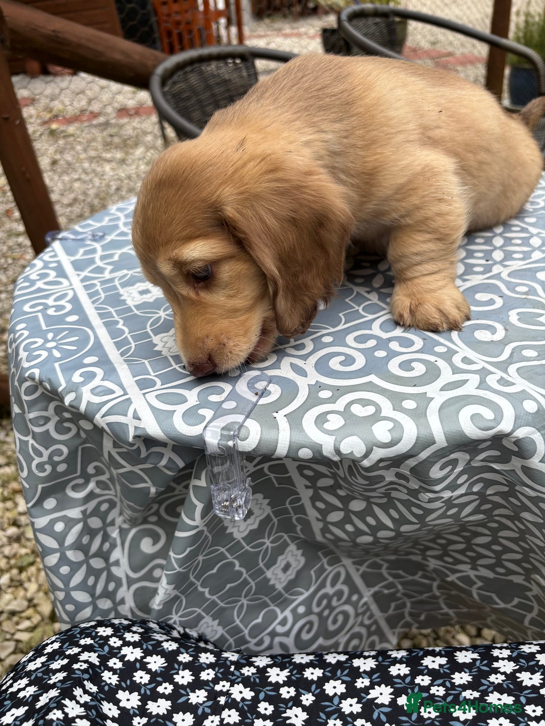 Dachshund dogs for sale: Long haired miniature dachshunds - Image 3