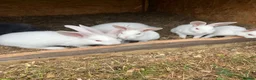 Mixed Breed rabbits for sale: Rabbits for sale  - Advert 2