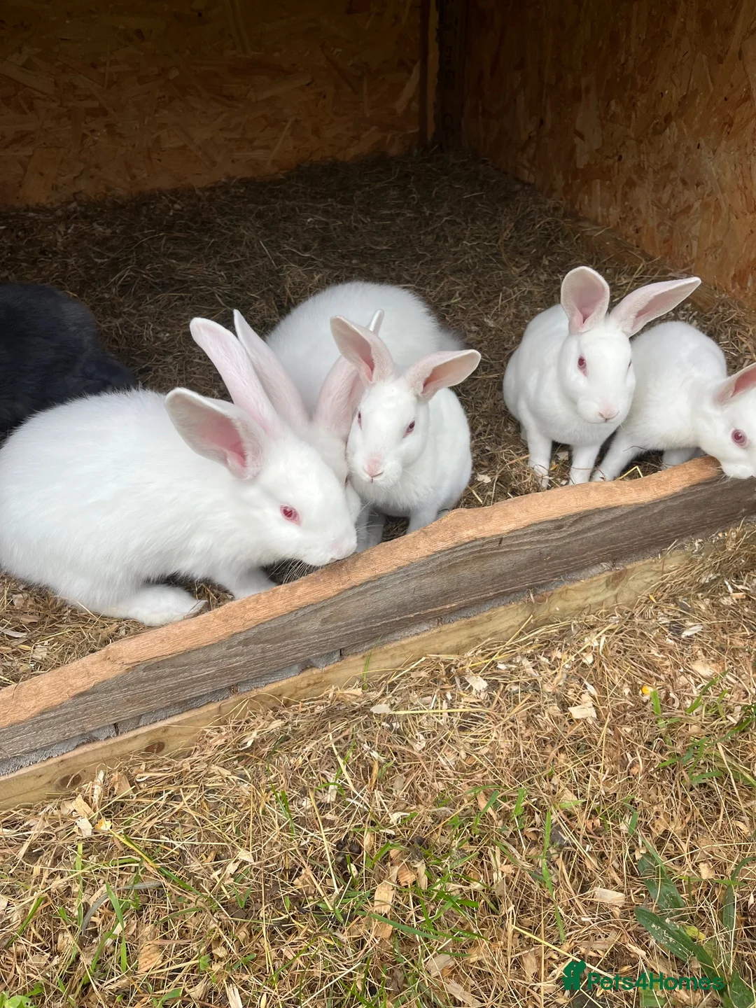 Mixed Breed rabbits for sale: Rabbits for sale  - Advert 2