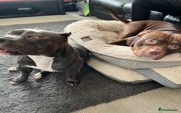 American Bully dogs for sale: Pocket bullies puppies for sale - Image 4